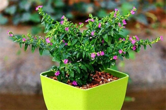 盆栽满天星的养殖办法