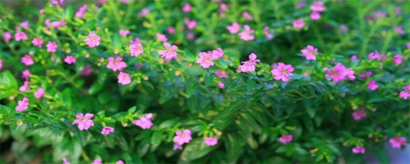 满天星叶子蔫了如何办