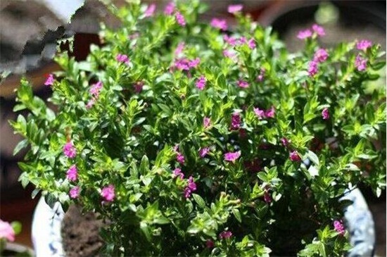 满天星叶子蔫了如何办