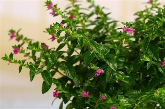 满天星叶子蔫了如何办