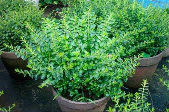 满天星叶子蔫了如何办