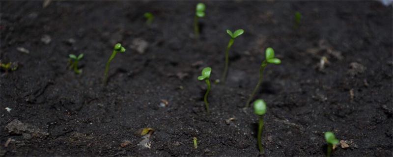 满天星种子如何催芽