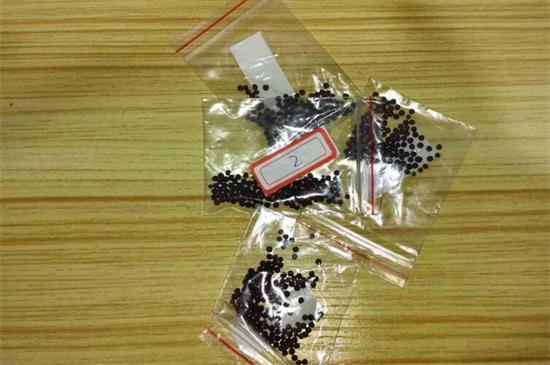 满天星种子如何催芽