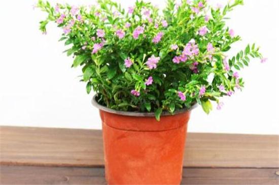 满天星种子如何催芽