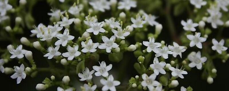 满天星烂根如何办