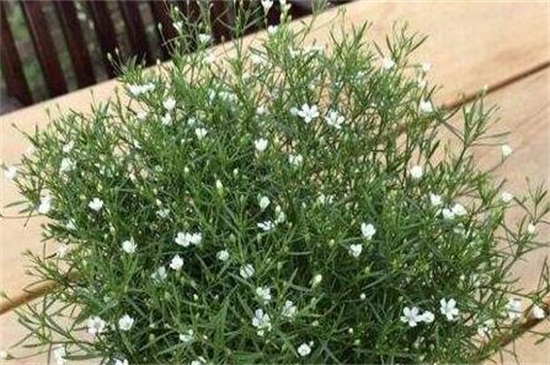 满天星烂根如何办