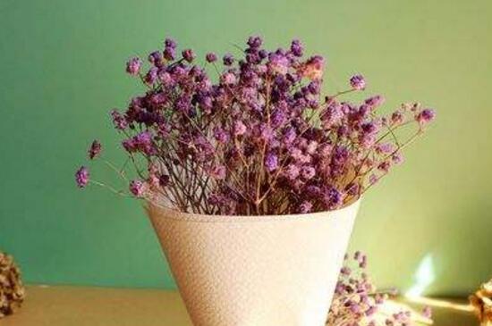 满天星烂根如何办