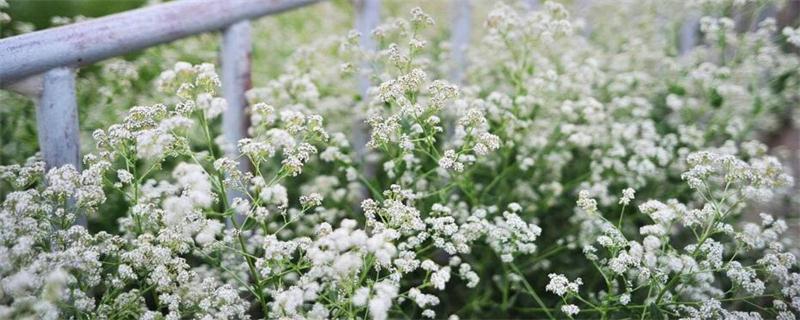 如何养好满天星