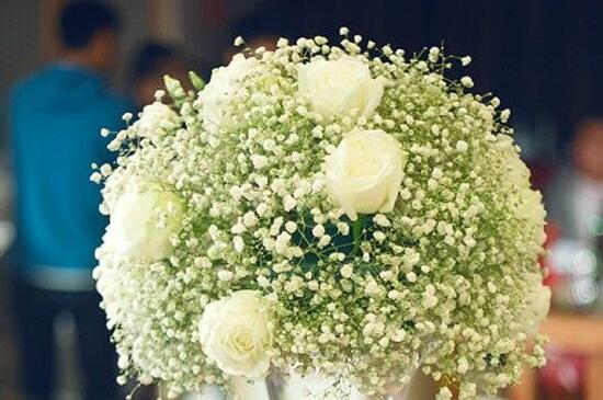 如何养好满天星