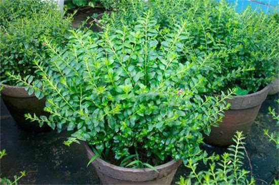 如何养好满天星