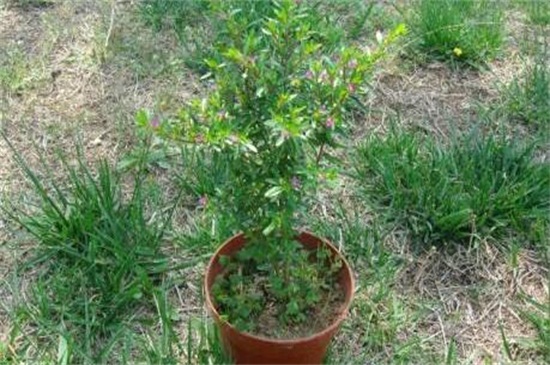 如何养好满天星