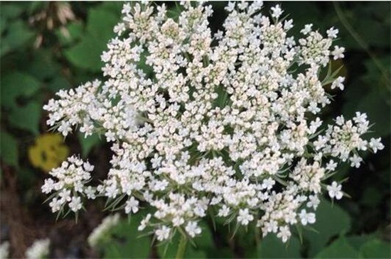 如何养好满天星