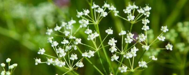 满天星的养殖办法和留意事项