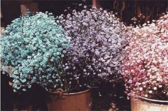 满天星的养殖办法和留意事项