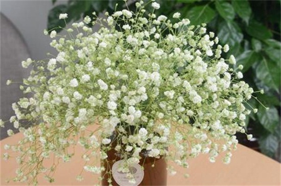 满天星的养殖办法和留意事项