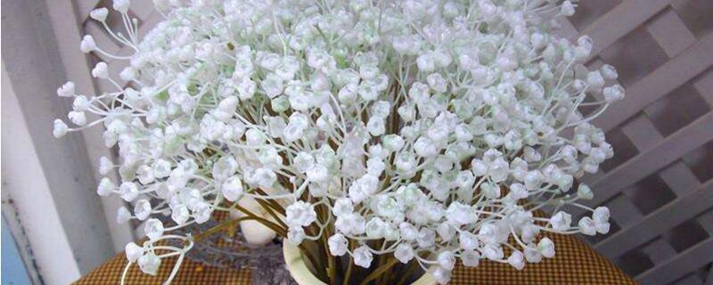 满天星夏季如何养