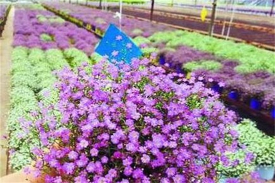 满天星夏季如何养