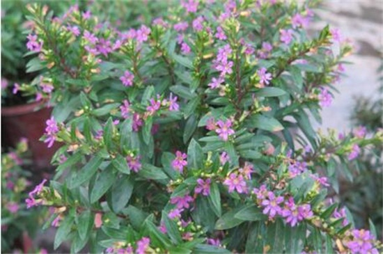 满天星夏季如何养