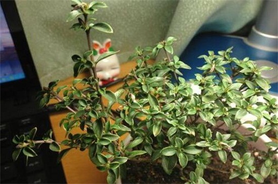 满天星叶子发黄如何办