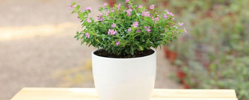 满天星秋季如何养