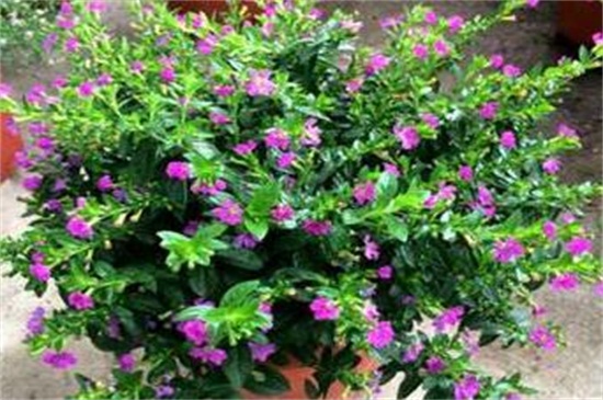 满天星秋季如何养