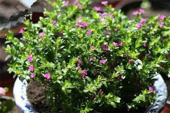 满天星秋季如何养