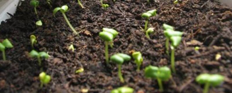 满天星种植办法全过程