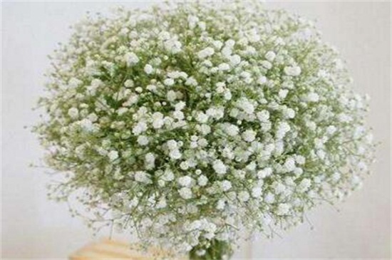 满天星适合送什么人