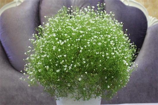 满天星养殖办法和留意事项