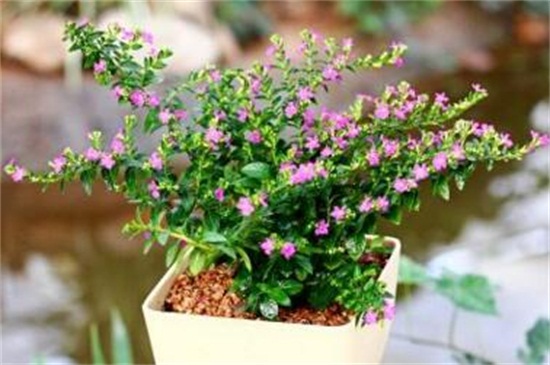 满天星养殖办法和留意事项