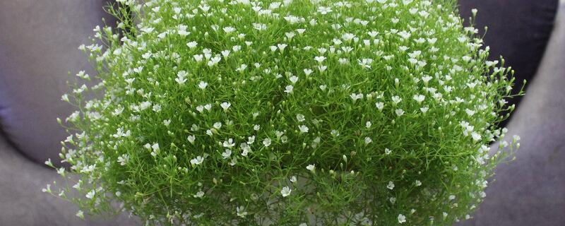 满天星如何养殖办法