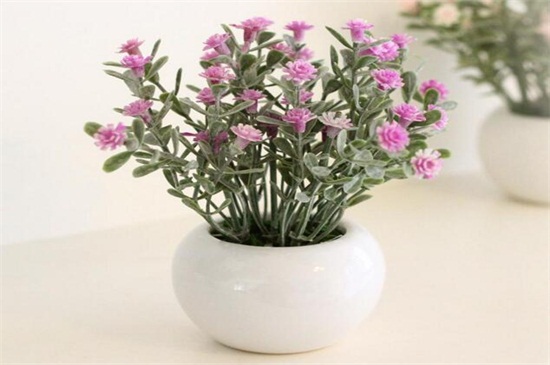 满天星如何养殖办法