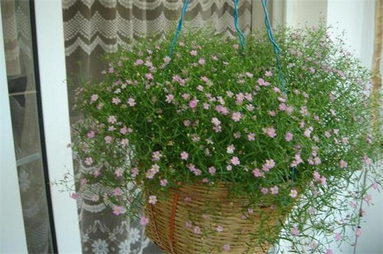 满天星如何养殖办法