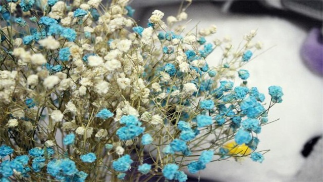 满天星如何做干花