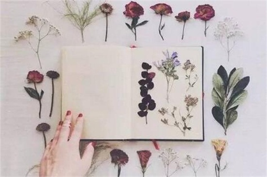 满天星如何做干花