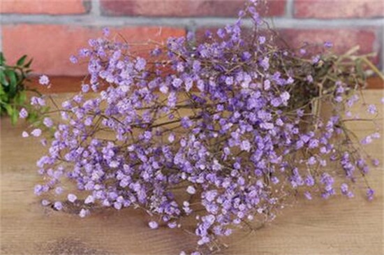 满天星如何做干花