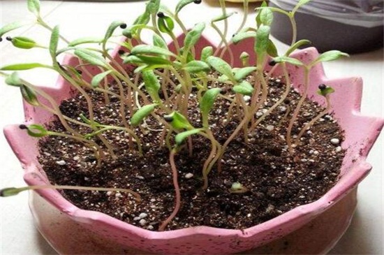 满天星如何种植