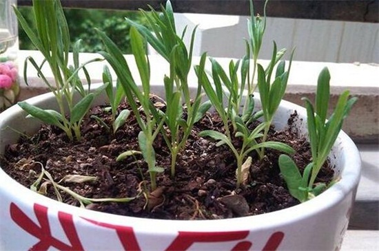 满天星如何种植