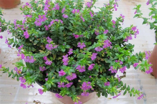 满天星如何种植