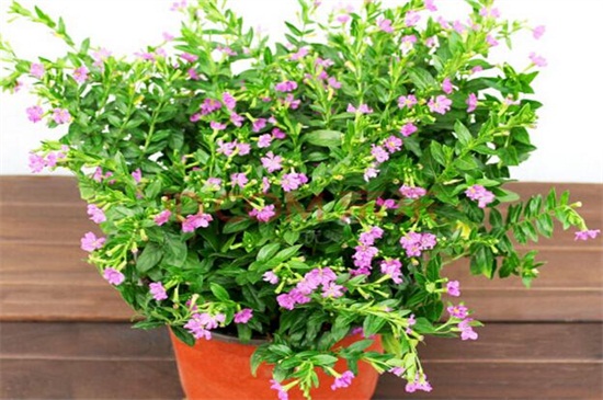 满天星干花和鲜花区别，颜色和水分不同