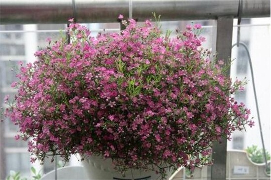 花店买的满天星如何养,掌握4个要点可让植株长的枝繁叶茂