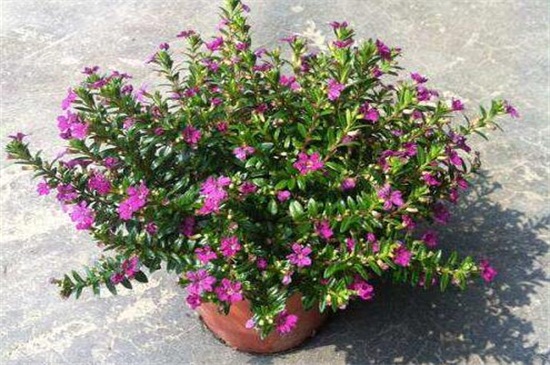 花店买的满天星如何养,掌握4个要点可让植株长的枝繁叶茂