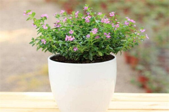 花店买的满天星如何养,掌握4个要点可让植株长的枝繁叶茂