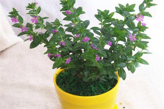 花店买的满天星如何养,掌握4个要点可让植株长的枝繁叶茂