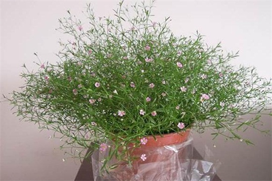 花店买的满天星如何养,掌握4个要点可让植株长的枝繁叶茂