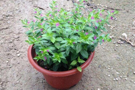 花店买的满天星如何养,掌握4个要点可让植株长的枝繁叶茂