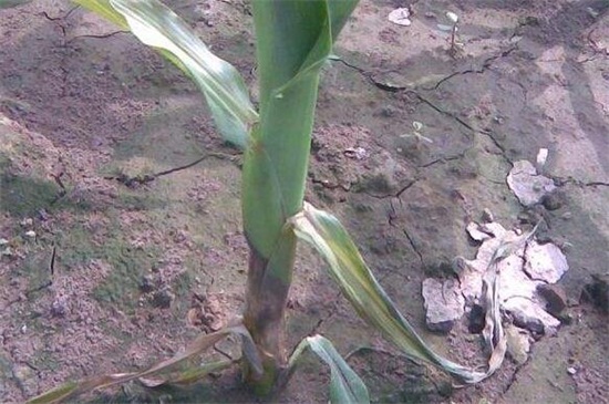 花店买的满天星如何养,掌握4个要点可让植株长的枝繁叶茂