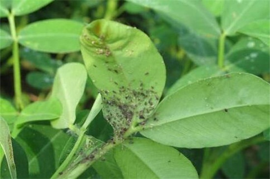 花店买的满天星如何养,掌握4个要点可让植株长的枝繁叶茂