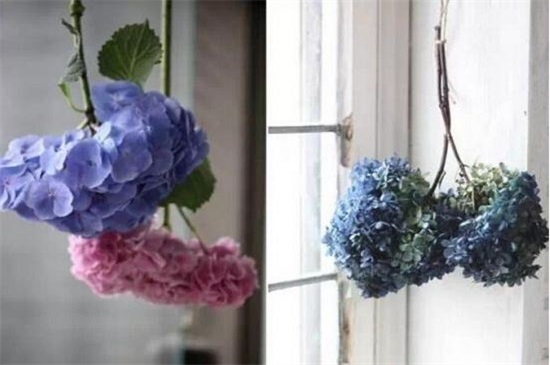 新鲜满天星如何做干花，满天星干花制作4大办法