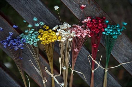 新鲜满天星如何做干花，满天星干花制作4大办法